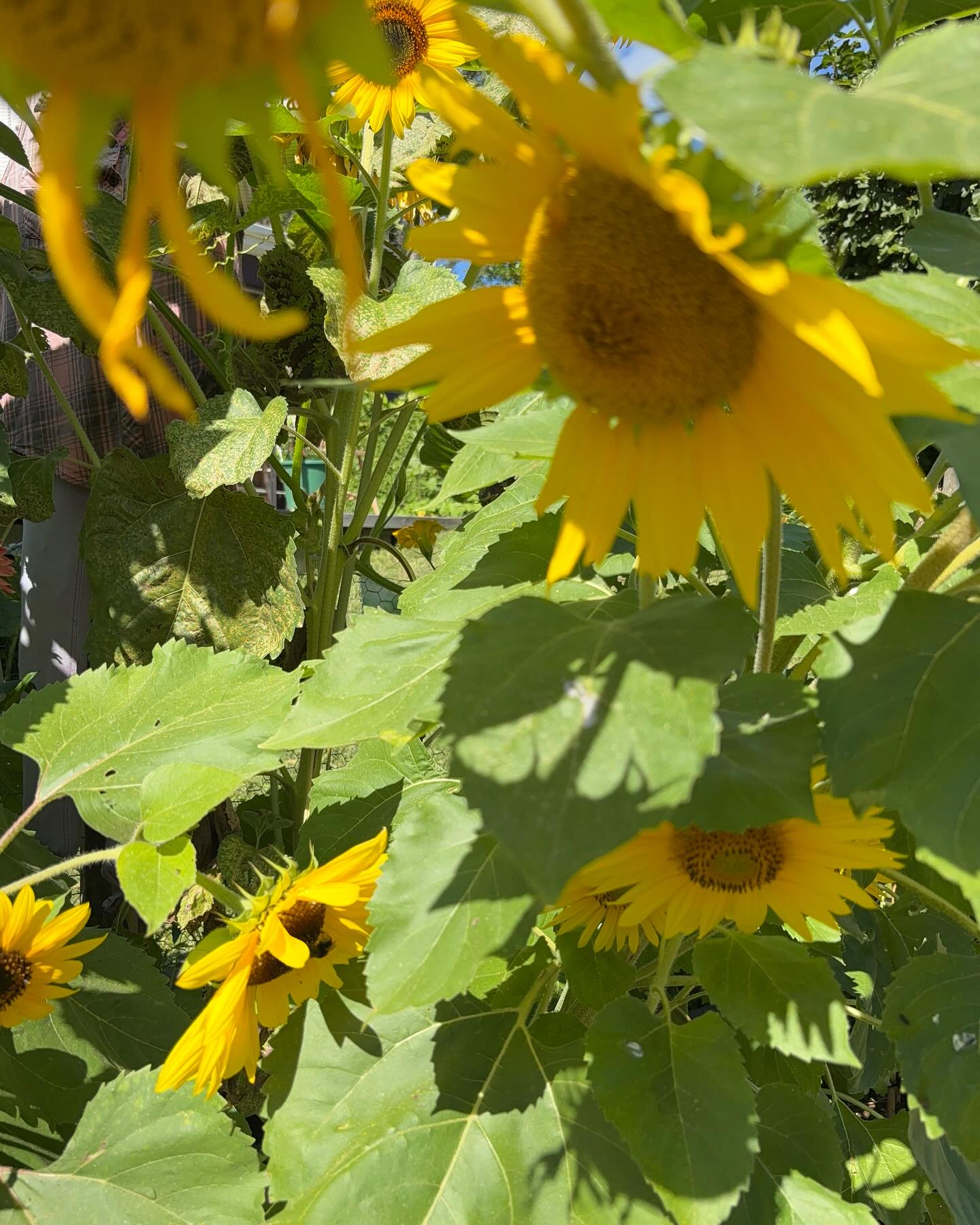 Sunflowers - the bright and vibrant blooms symbolise feelings of joy and affection