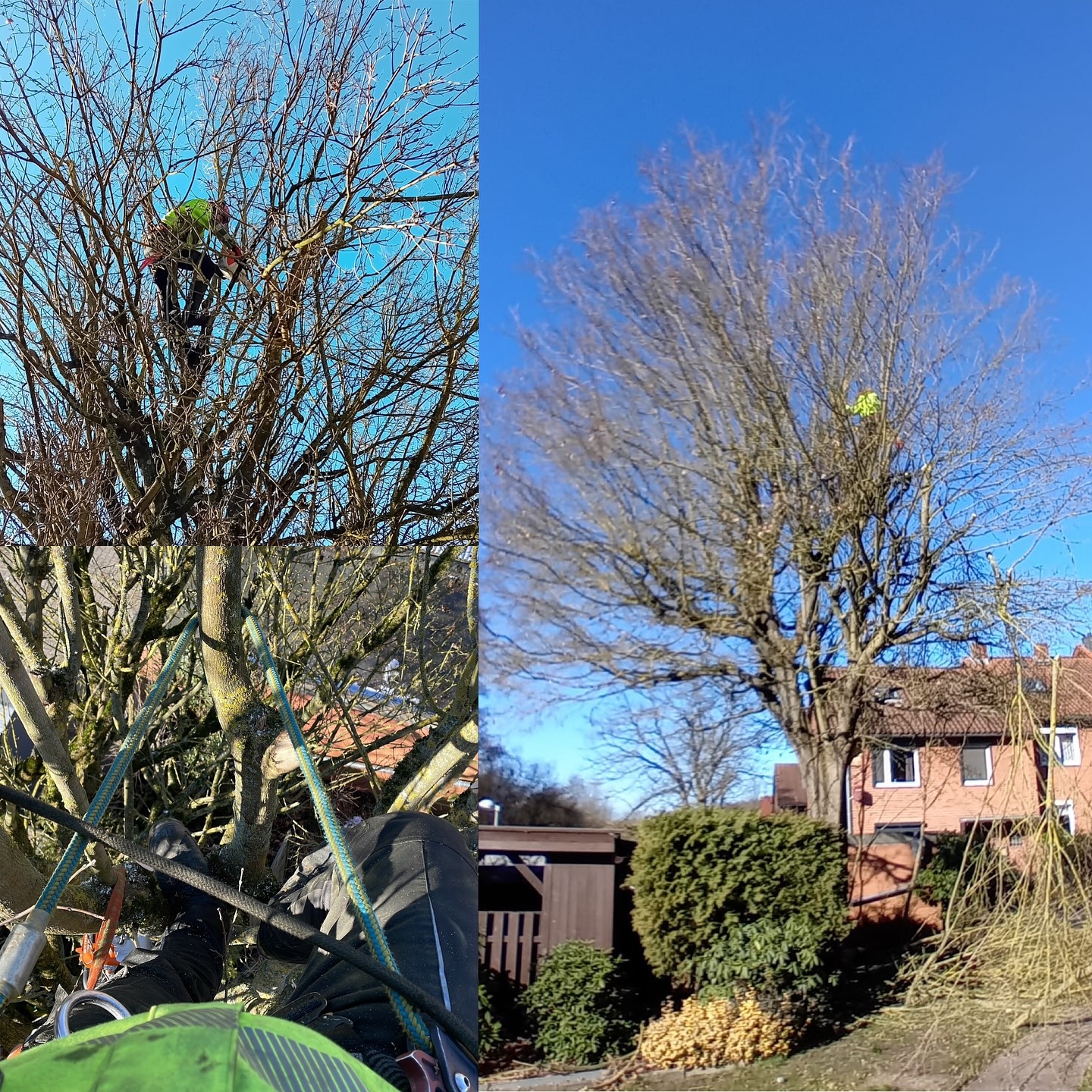Gehölzpflege bei traumhaftem Winterwetter!
Bei strahlend blauem Himmel und bestem Wetter sind wir heute wieder hoch hinaus! 💪 Unsere Baumkletterer kümmern sich um die fachgerechte Gehölzpflege, um die Vitalität und Sicherheit der Bäume langfristig zu erhalten.
Ein gezielter Rückschnitt fördert das gesunde Wachstum und sorgt dafür, dass Totholz entfernt wird. Besonders in Wohngebieten ist dies wichtig, um die Sicherheit für Mensch und Umwelt zu gewährleisten.
Mit Seilklettertechnik und Fachwissen setzen wir auf eine schonende und nachhaltige Baumpflege – für grüne Städte und gesunde Bäume!
#Baumpflege #Gehölzpflege #TeamGollo #Baumkletterer #Nachhaltigkeit #Grünflächenpflege #BäumeFürDieZukunft #GartenUndLandschaftsbau #365Tagfürsieimeinsatz #gollogartenbau #diegollo #gollo #lüneburg
Die Gollo GmbH – Professionelle Baumpflege für gesunde Stadtbäume! 🌳💚
