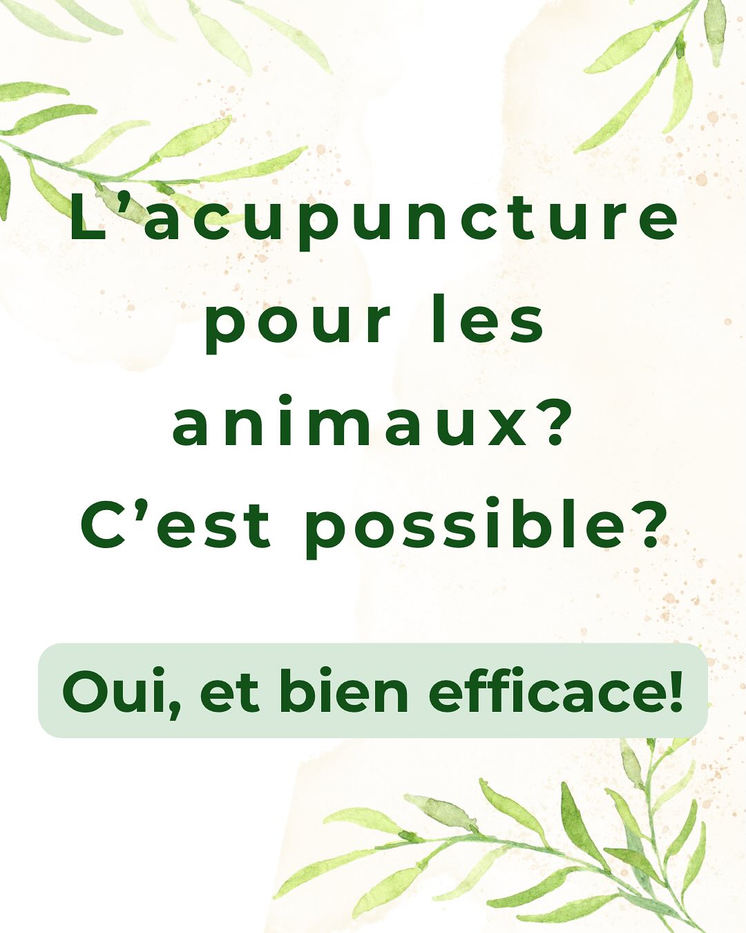 L acupuncture pour vos animaux, une médecine douce et efficace ! 🐶📍