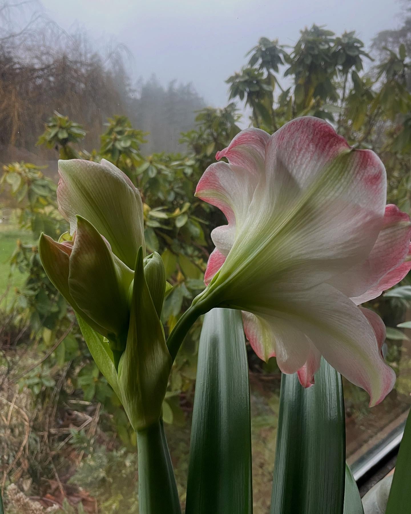 Love having Amaryllis in the window sill on a dreary morning. Photos 1 & 2 are my pink/white amaryllis'Apple Blossom' just starting to bloom - it often will have 2-3 stems and 4-6 blossoms per stem. What a performance. 💕