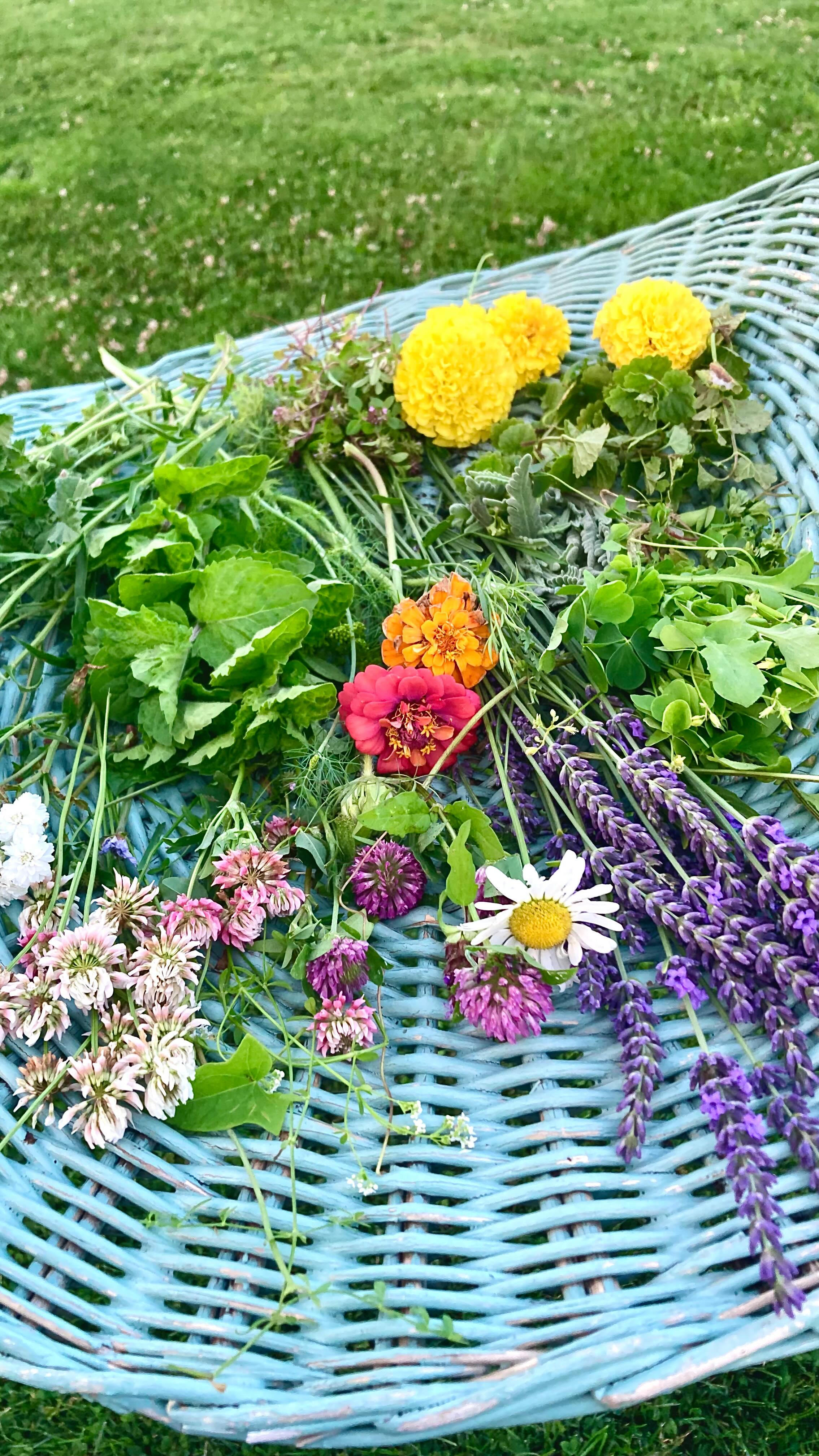 from the garden to nourishing the skin 🌿
herbal creations coming soon 👀
#herbal #herbalmedicine #instagram #lavender #flower #skincaretips #skincare #smallbusiness #reikimaster #routine #oil #infused
