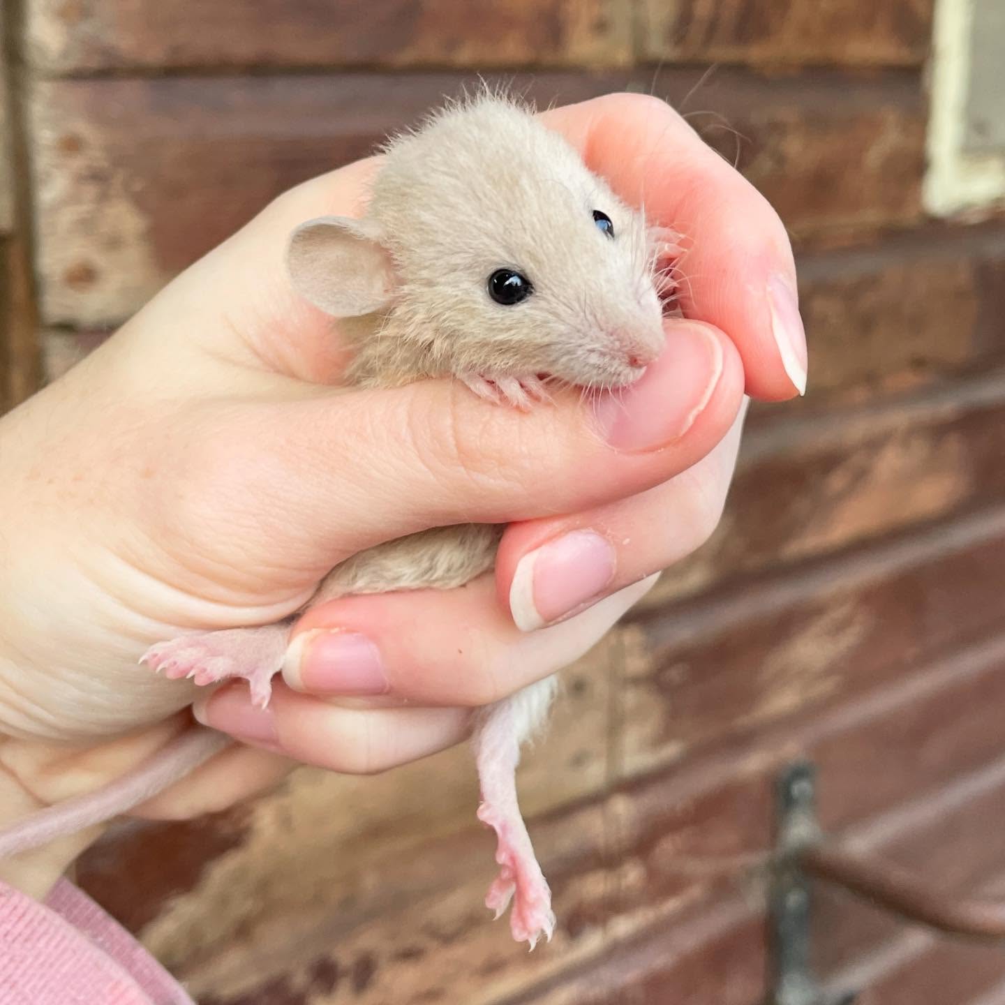Still some boys left from this litter 💛
This little guy is a keeper for my velveteen project. Some of his Pearl and Mink brothers are looking for homes, though!
.
.
.
#rat #rats #ratsofinstagram #ratsofinsta #petrats #petsofinstagram #dumborat #rodent #ratcommunity #breeder #ratbreeder #rodentsofinstagram #rodentsofig #rattiesofig #rattiesofinsta #ratsofinstagram #rodents #cute #pets #fancyrat #dwarf #dwarfrat