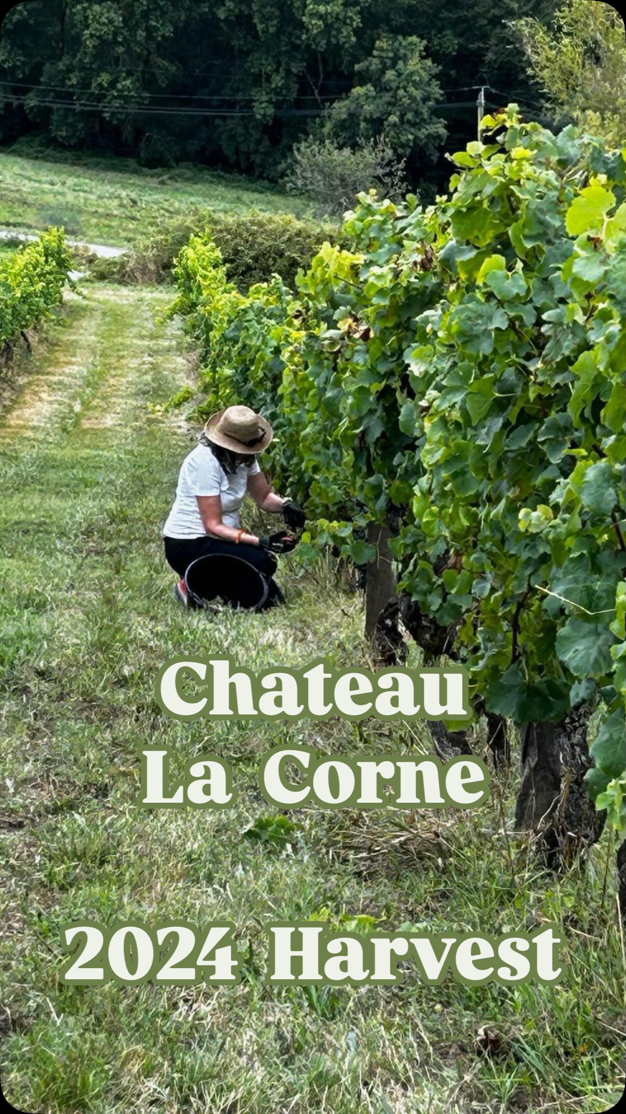 🍷 Our 2024 Harvest—Now in Bottles! 🍇
Last fall, we had the joy of harvesting grapes five times with amazing guests at Château La Corne, a hidden gem in the Bordeaux Supérieur region just minutes from Rouge Bordeaux B&B. 🍷✨
We first met Steve & Diana thanks to @aquitainetravelguide, whose passion for France and its culture connects like-minded souls. From that introduction, a beautiful friendship and partnership has flourished. ❤️
Steve & Diana left their corporate wine careers to follow their dream, and their vineyard is pure magic. Together, we picked grapes, laughed, shared stories, and tasted biodynamically farmed wines straight from the barrels—alive, evolving, full of promise. 💫
Today, we bottled the rosé and white wine! 🍾 The red will be bottled in June, and we can’t wait to taste the 2024 vintage and relive the memories of this incredible season.
Swipe to see the journey—from vineyard to bottle! Cheers to wine, friendship, and passion! 🥂❤️
#BordeauxWine #Harvest2024 #ChâteauLaCorne #WineLovers #FrenchWine #RougeBordeaux #Winemaking #WineTasting #VineyardLife #AquitaineTravelGuide
