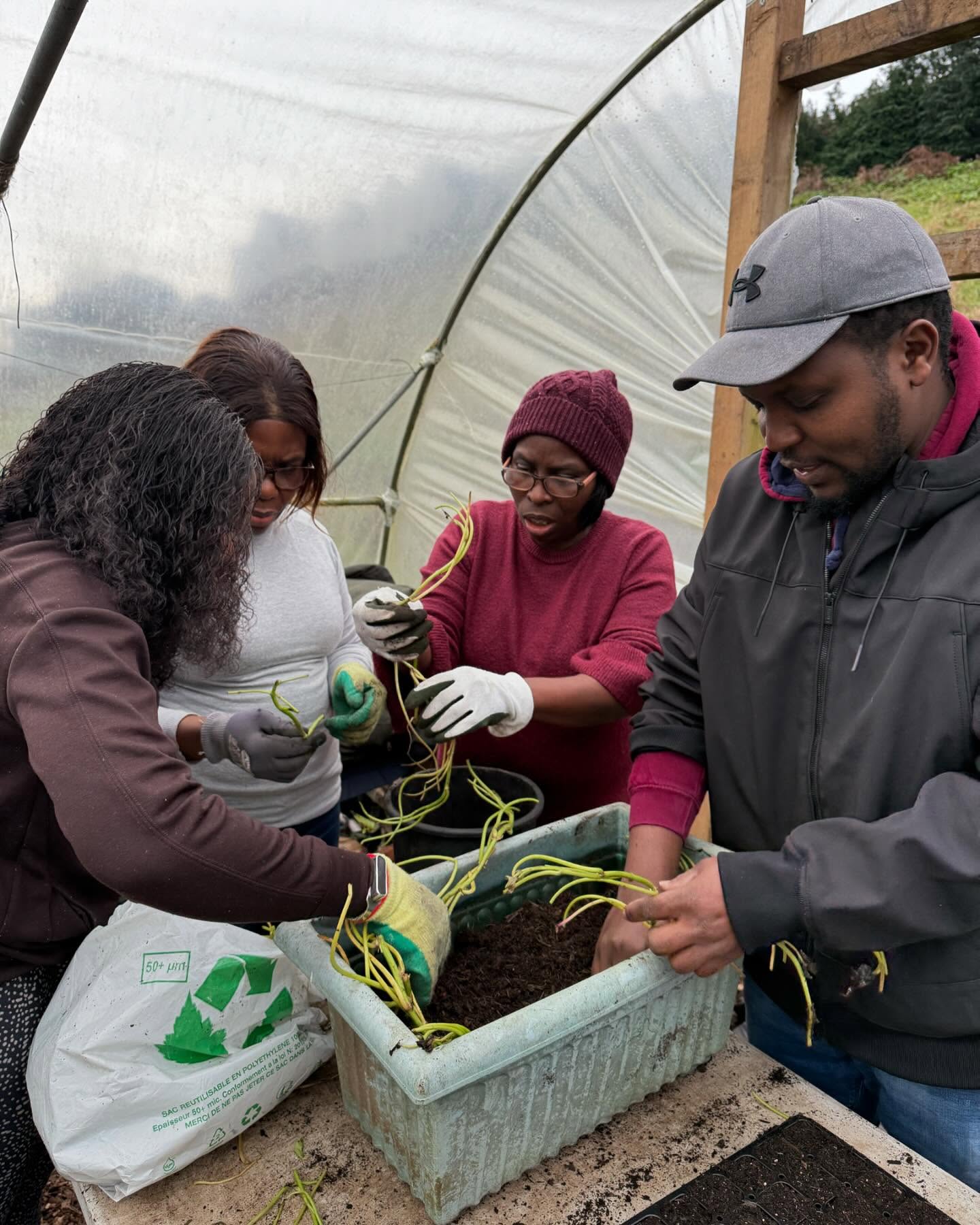 Propagating Vines for a Healthy Start! 🌱🌿
We’re getting our vines (Ngaingai, Bilolo, Matembele) ready for transplanting into the main beds in a few weeks! To ensure strong growth, we’re first developing their roots using cuttings.
🔹 How We Do It:
✨ Select healthy vine cuttings with at least 3-4 nodes.
✨ Place them in water or moist soil to encourage root development.
✨ Keep them in a warm, shaded area with indirect sunlight.
✨ Maintain moisture but avoid waterlogging.
✨ After 2-3 weeks, check for well-developed roots before transplanting.
Why do this? Stronger roots mean faster establishment, better drought resistance, and healthier vines! 🍃💚
Stay tuned for updates on their progress! Have you tried propagating vines before? Share your tips in the comments! 👇
#Gardening #VinePropagation #RootDevelopment #SustainableFarming #InternationalGardenCork #corkmigrantcentre #nanonagleplace #garden #africanfood #africanvegetables #corkcity