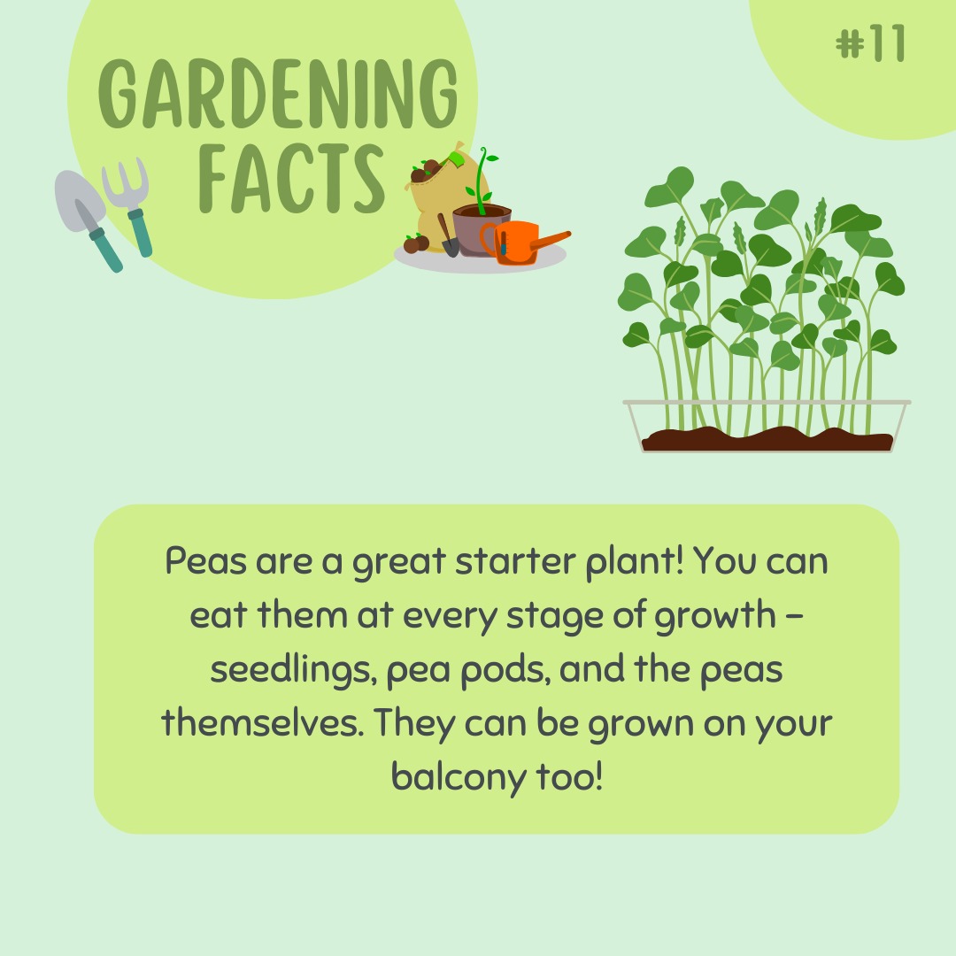 Peas love cool weather and are perfect for early spring! 🌱 They’re nitrogen-fixing, so they enrich the soil for future crops. 🌿 Grown on trellises, they’re great for small spaces and mature in about 60-70 days. 🕒 Plus, they’re self-pollinating and easy to harvest when plump and tender! 🫛 #Gardening #Peas #SpringGarden #HomeGrown #corkmigrantcentre #nanonagleplace #garden #ireland