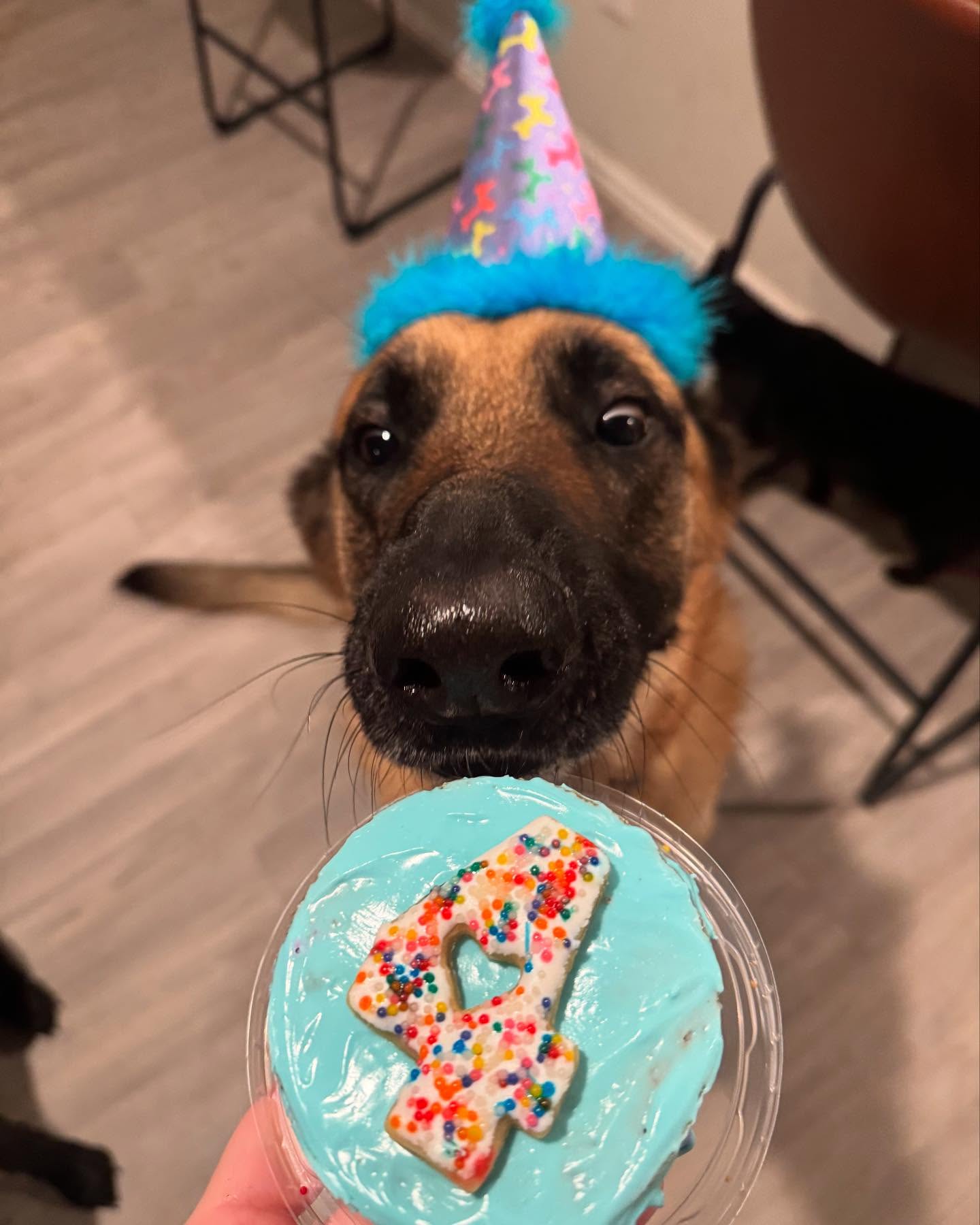 🗣️🎉🥳HAPPY BIRTHDAY BIG BOY!!!
Dodger turned four today!! Thank you @fetchandfriskersboerne for hooking up the sweet treats for dodger and his pals😎
📞863-292-1190
🌐www.xcaliberk9.com
#birthdayboy #dogtraining #k9ltw #dogobedience #pettraining #k9warriors #k9training #dogsofinstagram #k9ltw #dogoftheday #summervibes #petstagram #petlovers #dogsofsatx #dogsofsanantonio
#doglover #trainyourdog #k9