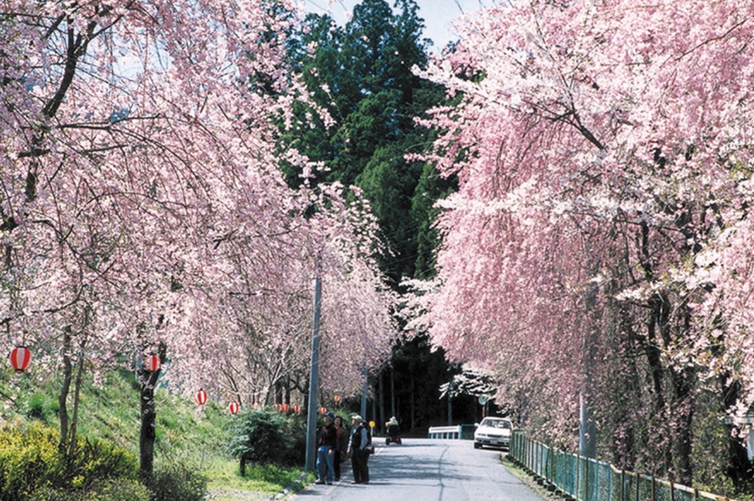 Sakura season is coming soon, There are a lot of blooming sakura trees around Shimada. Only spring you can see the flowers, our tour will show you beautiful sakura if you come in spring!
#sakura #shimada #kakegawa #shizuoka #tokaido #greenteab #japaneseculture #japanesehistory #localtourinjapan #cherryblossoms #kawane