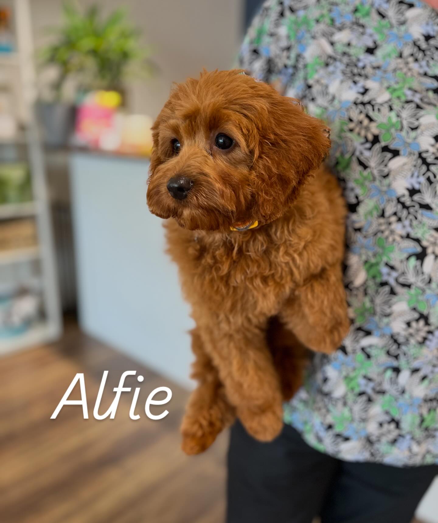 Alfie was the pawfect gentleman for his first ever groom today at part of Puppy’s First Groom package. Luckily his big brother Teddy can lead the way as he has also been through the puppy program at The Dapper Dog and is now a confident pup for grooming.
#cavoodlepuppy #cavoodlesofinstagram #cavoodle #dogsofmelbourne #puppysfirstgroom
