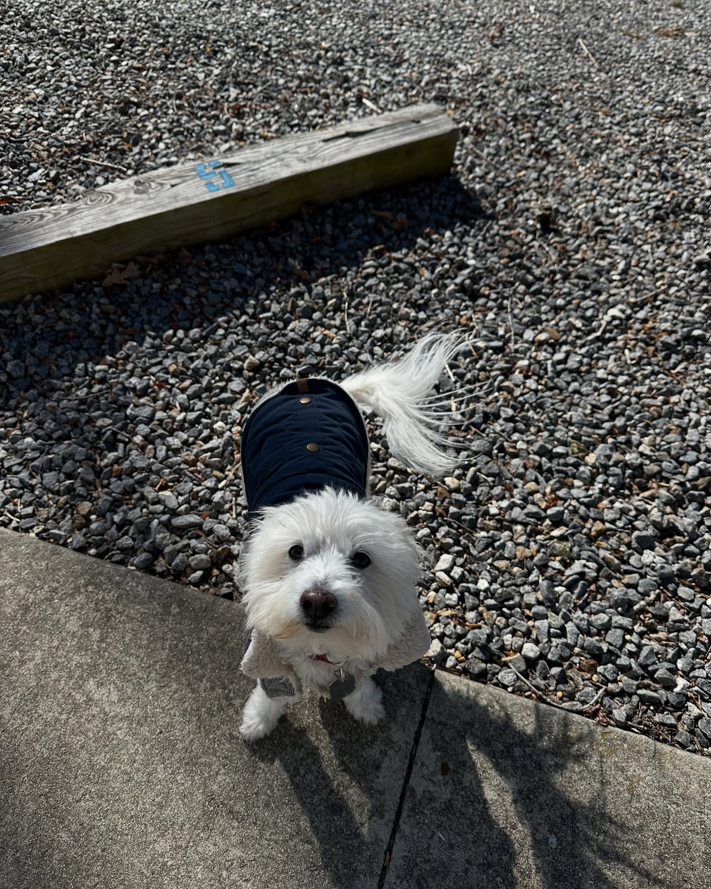 Bella (and her Dad the handyman) helping Brandon with our to-do list.
A cute picture of our feral woman Bubbles and her perfect teefies and big ol’ nostrils.
Video of after the rain: We unclog drainage and then it all fills right up with clay again. We hear roadwork to repair the main source of fresh earth begins “soon.” 🤞🙏🐾