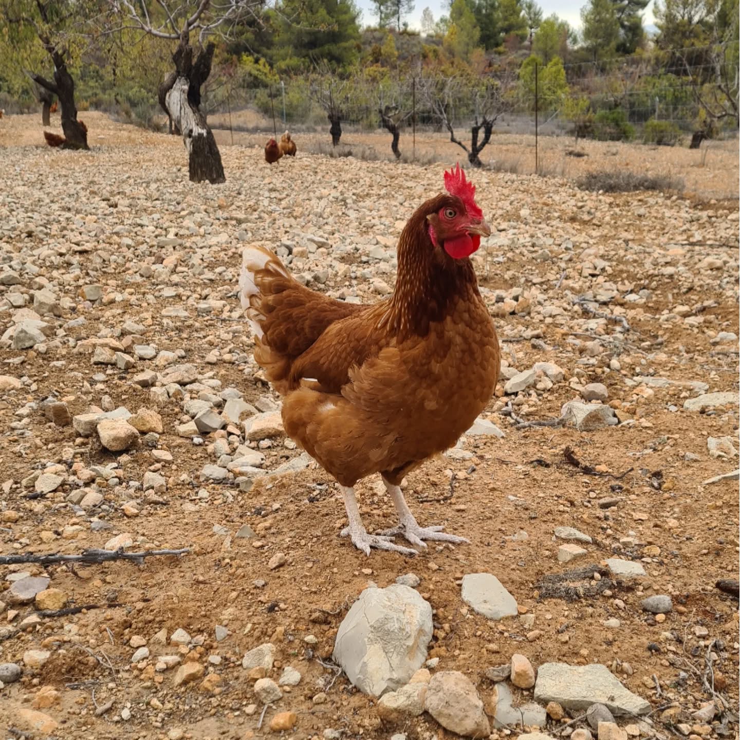 El importante papel de los consumidores en el fomento de la ganadería extensiva. 🐔🥚
La ganadería extensiva es un tipo de producción ganadera que produce alimentos de mayor calidad y contribuye a la conservación del medio ambiente, la economía rural y el bienestar animal. Además de preservar las razas autóctonas.
Pero este tipo de ganadería es menos competitiva que la intensiva, ya que la producción no se puede igualar y además se necesitan grandes extensiones de terreno, mano de obra más especializada y dedicar mucho más tiempo.
Aquí los consumidores jugamos un papel determinante. Si somos conscientes de todos los beneficios que este tipo de ganadería conlleva para todos y la elegimos, ésta podrá seguir existiendo en el futuro. Afortunadamente, cada vez somos más los que estamos concienciados.
Apuesta por productos de calidad, de cercanía y por el bienestar animal. Ganamos todos.
#ganaderiaextensiva #gallinassinjaulas #vida rural #huevosecologicos