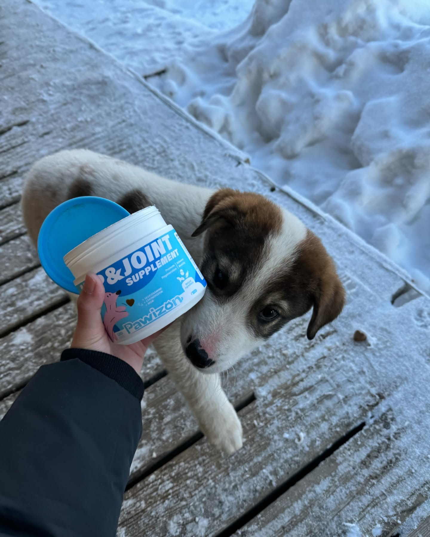 Snow day + favorite treat = pure joy! ❄️🐾
Caught red-pawed loving our joint support! 🐾❤️
#Pawizon #DogApproved #SnowDay #doglove #PuppyLove #dogmom #puppylover #doglover #puppylover #dogjointhealth #dogjointsupport #dogsnow
