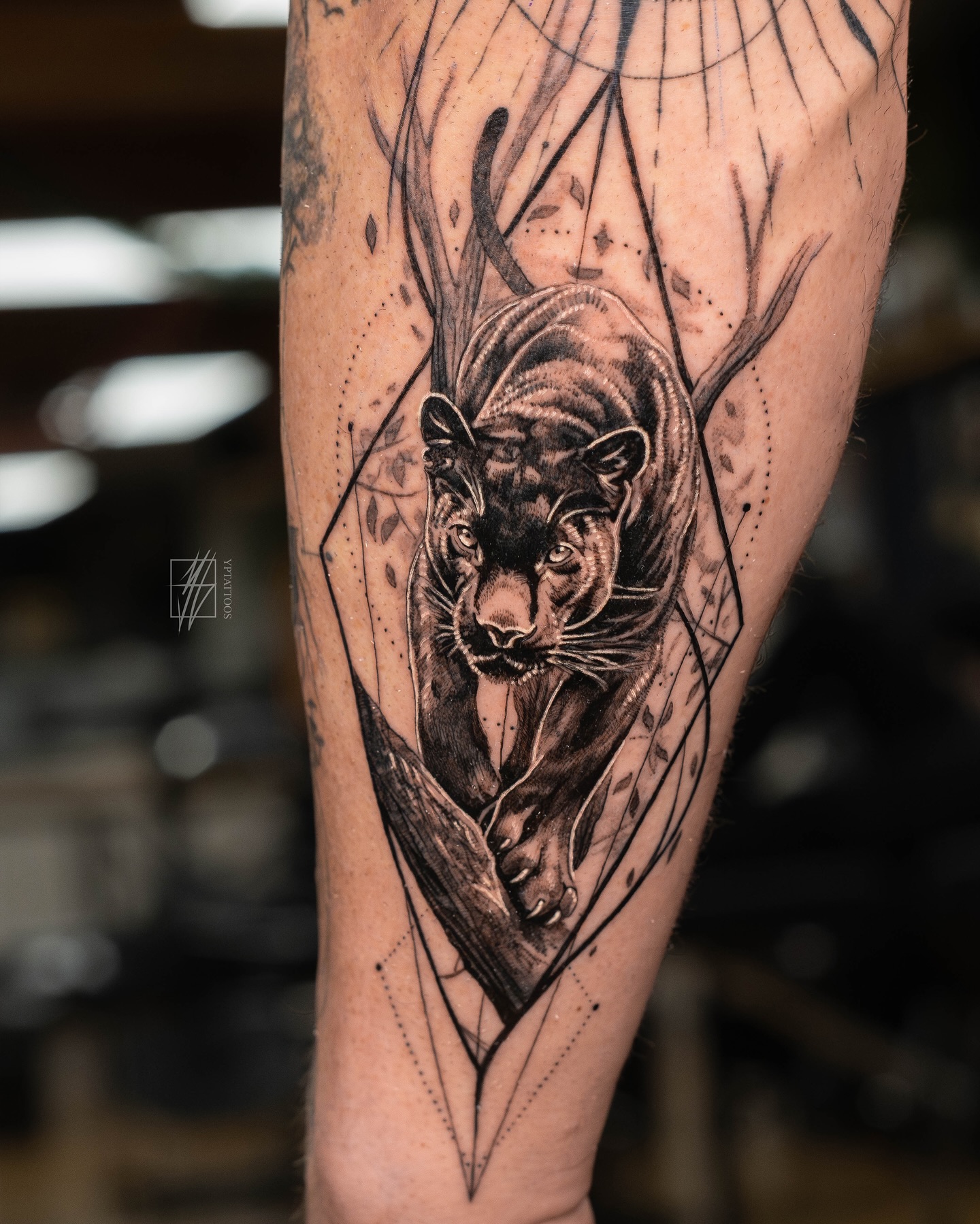 A reminder that power is not in the roar, but in the patience of the hunt, the stillness before the leap.
Thank you as always for the continued trust and support! We are so close to the finish line and canāt wait to share with everyone what weāve been working on.
See you soon!
Books are open! Feel free to reach out via e-mail! Additional information can be found through the link in bio.
PETER / YPTATTOOS
#freshtattoo #realismtattoo #microtattoo #conceptual #moderntattoo #torontotattoo #animaltattoo #inkoftheday #finelinetattoo #geometrictattoo #lamanigancetoronto