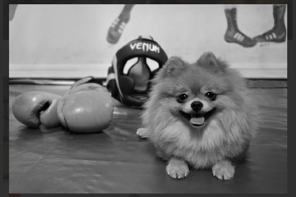 Toivo🐶 boksaamassa😎 @vuvoboxing