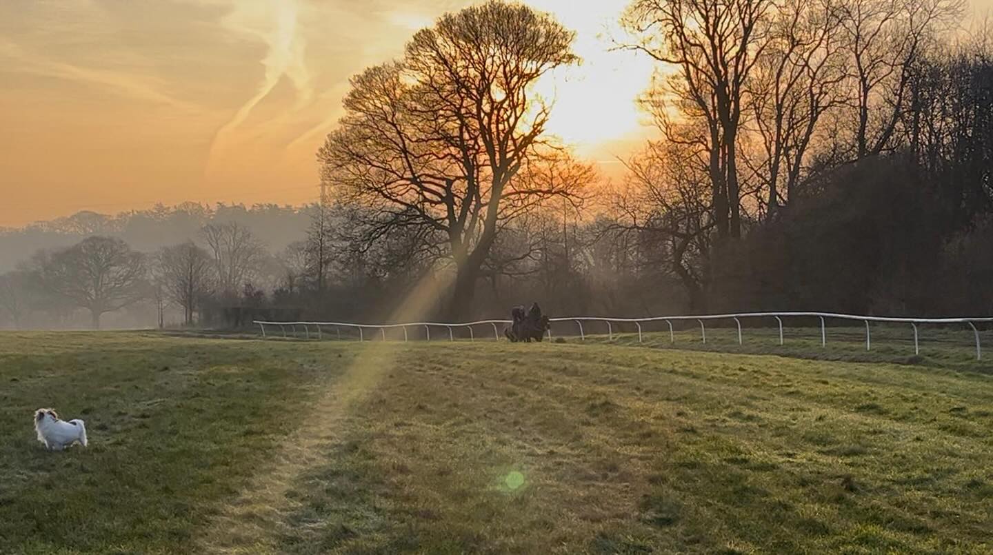 🫶☀️Welcome back☀️🫶#racehorsesofinstagram #terriersofinstagram #gallopdog #teamsymonds #tomsymondsracing #redmillshorsefeeds #gundoggin #herefordshire