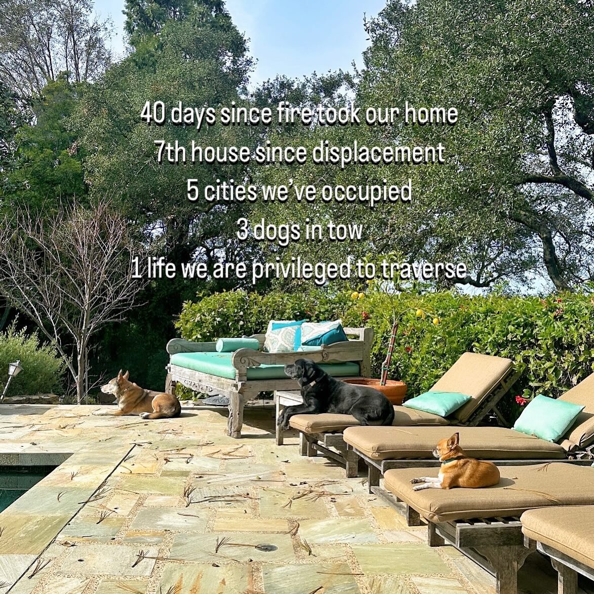 Appreciating a moment of peace, warmth and a few seconds of mental refrain from #PalisadesFire logistics.
Home-less, but drawing inspo from my rescue dog squad ➡️ these pups know a thing or two about finding one’s way home 🫶🏽🐾