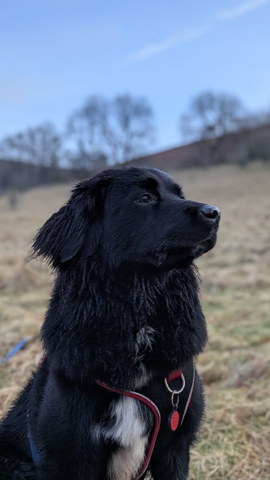 A lovely Valentine's weekend away at The Hayloft @thewildofthewords
Esme's first trip to the land where I grew up, it was brief, emotional, and she LOVED IT!
The Hayloft was a brilliant space; warm, comfortable, plenty of space for Esme's massive bed, and plenty of comfy sleep spots.
Her window TV was much more interesting than usual, watching the horses, birds, sheep, and looking at the mountains. ALL to be seen from the window.
We will definitely be going back there, can't wait to see the farm in the spring time. Might even be brave enough to do some camping on their campsite!
Thank you for having us!