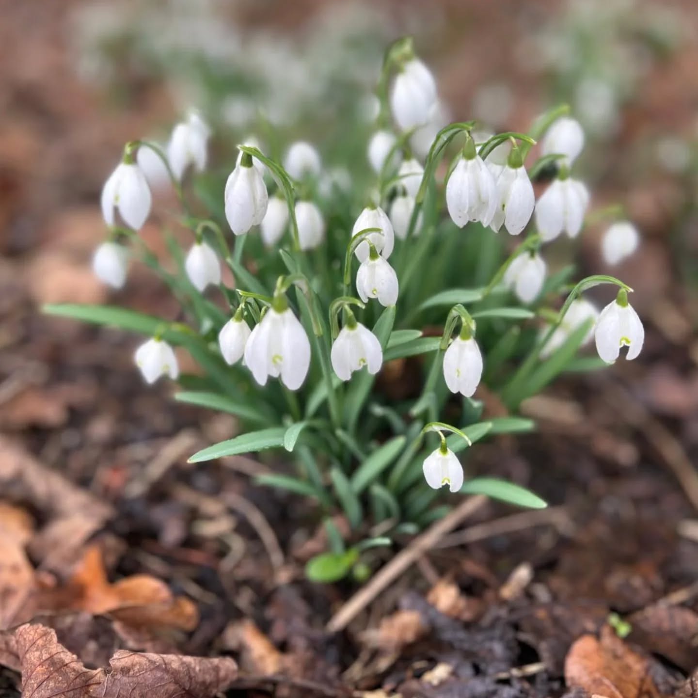 🌿❄️ Snowdrops ❄️🌿
The first signs of spring are here at at Cronkley Cottage. Who's ready for longer days, fresh air, and countryside walks? 🚶♂️🌞
🔗 Book your stay: www.cronkley.com
#Snowdrops #SpringAwakening #CountryRetreat #Northumberland #CountyDurham #EscapeToNature