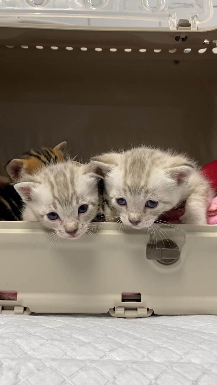 L’arribada d’un gatet a casa pot ser un repte🙌🏼, especialment si ja hi viuen altres mascotes🐕🦺🐶🐹🐍🐴🐰. Els gats són territorials 💥, per això és essencial una adaptació progressiva per evitar estrès i conflictes 🙏🏼.
1. Prepara un Espai Segur
Proporciona-li una zona pròpia amb un llit 🛌còmode, menjar, aigua, un sorral protegit i joguines perquè pugui entretenir-se🧶. Això li permetrà adaptar-se sense sentir-se aclaparat.
2. Introducció Gradual
• Olors primer: Permet que les altres mascotes es familiaritzin amb la seva olor👃🏼 abans de veure’l.
• Presentació visual: Després d’uns dies, deixa que es vegin 👀a través d’una barrera segura.
• Reunions supervisades: Quan es mostrin tranquils, permet interaccions curtes i controlades✋🏼.
3. Evita la Competència pels Recursos‼️
Garanteix que cada mascota tingui el seu propi espai per menjar i la seva caixa de sorra. Això reduirà possibles tensions.
4. Supervisa i Reforça el Bon Comportament👏🏼
Premia les interaccions positives amb carícies o llaminadures. Si detectes bufecs o signes d’estrès, separa’ls i prova-ho més tard🙌🏼.
5. Paciència i Atenció per a Tots
Cada animal te el seu ritme d’adaptació. Dedica temps i afecte a tots per evitar gelosia i assegurar una convivència harmònica.
Si tens dificultats amb l’adaptació, no dubtis en posar-te en contacte amb nosaltres i t’ajudarem amb allò que necessitis🩵.
#equipbestiari