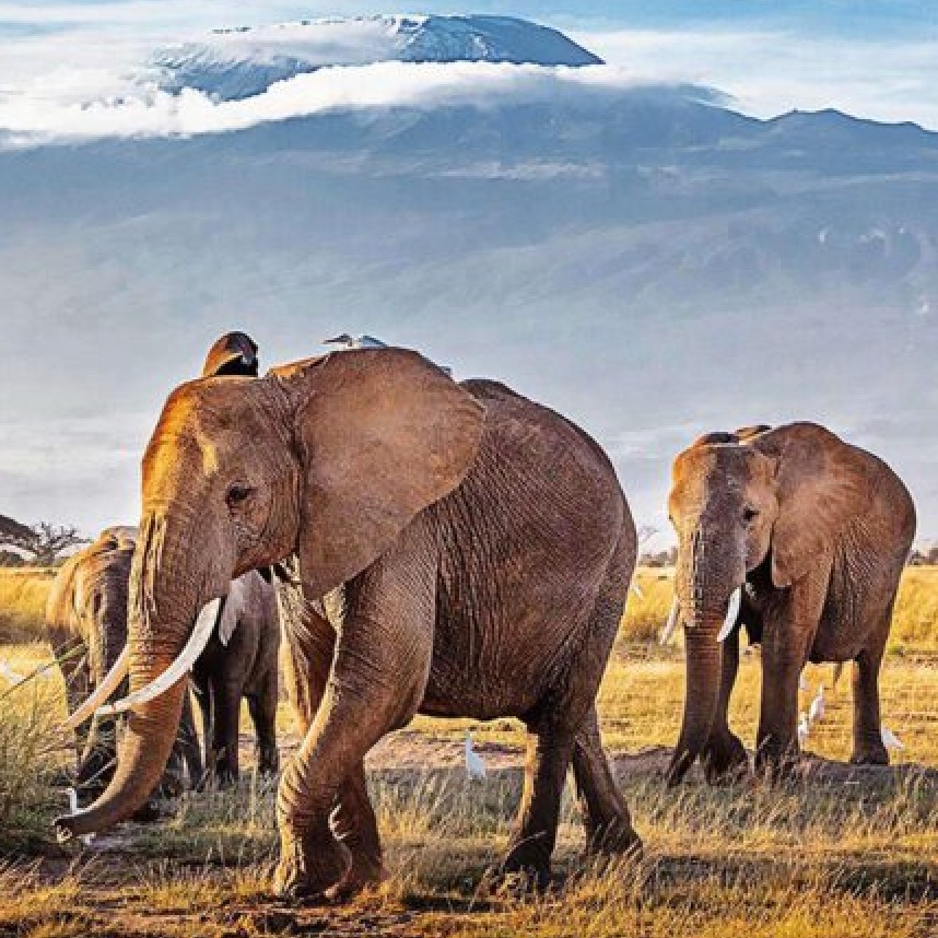 Clients are currently on a Micato Safari in Kenya and Tanzania. Micato is family owed, Virtuoso and truly Luxury. #monterratravel #micatosafaris #virtuosotravel #africa #africasafaris #luxurylifestyle #travelafrica