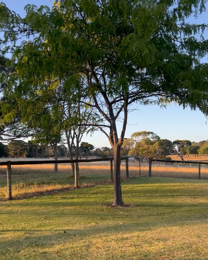 We’re welcoming this lovely cool change as the season starts to shift into late summer as those autumnal crisp mornings come creeping in 😍
It’s perfect gardening weather!!
.
.
.
#morningtonpeninsula #landscapingaustralia #gardeningaustralia #bundameer