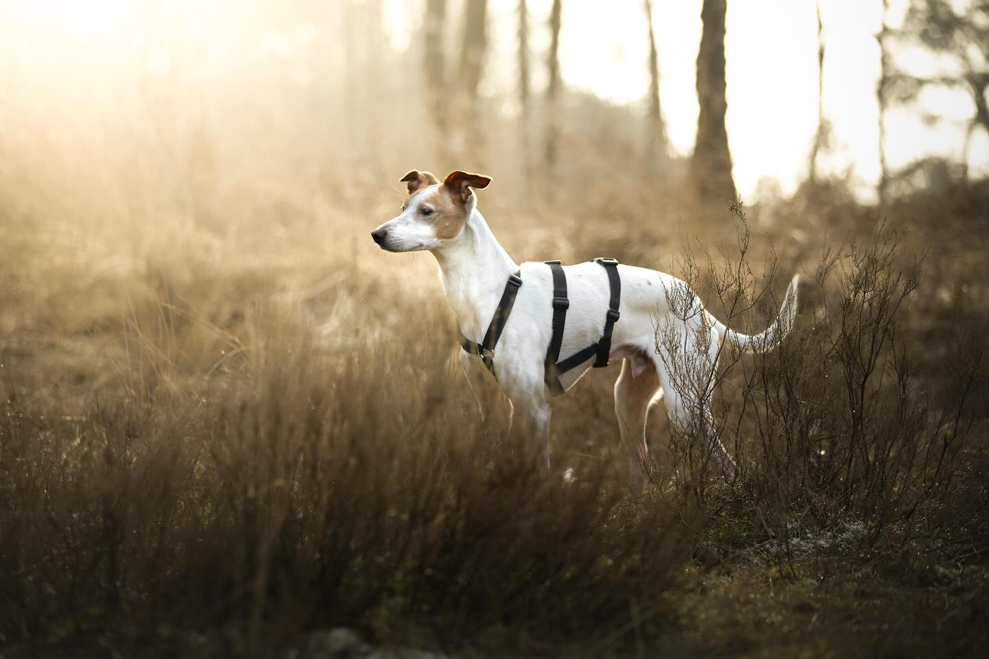 Helaas zitten er nog steeds ontzettend veel dieren in het asiel, leven ze op straat of worden ze aan hun lot overgelaten…🥺
Stichting @podencoworldnl zet zich in voor Podenco’s die op zoek zijn naar een warm thuis. Ik werd gevraagd of ik wilde helpen met het maken van foto’s van Jerry, zodat hij een grotere kans krijgt op een nieuw mandje.
Jerry is een 8-jarige Podenco die als pup naar Nederland is gekomen en tot voor kort het grootste deel van de dag in een bench zat. Gelukkig verblijft hij nu bij een liefdevol opvanggezin en is hij beschikbaar voor adoptie! 🐶
Nieuwsgierig naar Jerry? Bekijk meer van hem en kopieer de link uit de comments in je browser!