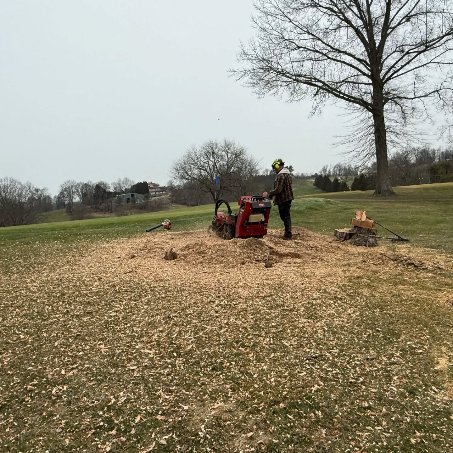 Grinding stumps at Nemacolin CC #treeservice #treeremoval #treepruning #stumpgrinding