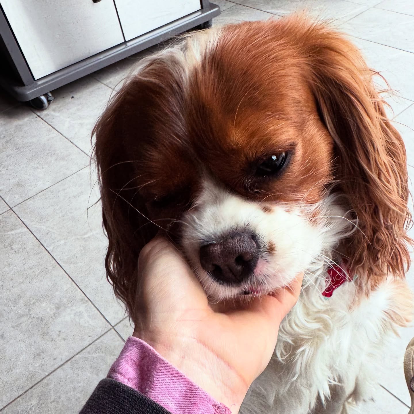 Little Lucy Love. 🧡
#boerne #petsitting #boernetexas #petsitter #doglover