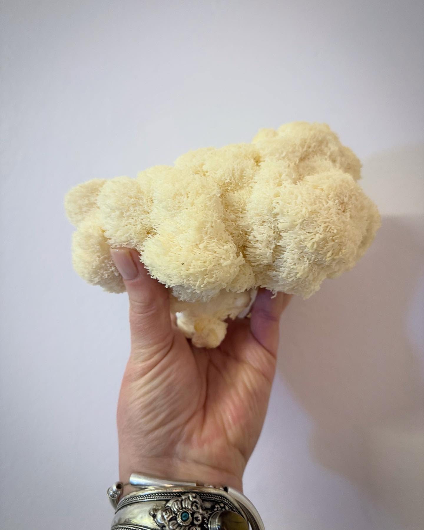 Check out this beautiful bad boy that I picked up from @moralmushrooms this evening. Seriously what a stunner.
🦁✨ Lions Mane, also known as Hericium erinaceus, is not just a beaut of a shroom; it’s a powerhouse of health benefits, This incredible fungi is renowned for its ability to boost brain function, enhance memory, and support nerve health. Erm, get in!
Packed with antioxidants and anti-inflammatory properties, Plus, it’s believed to have mood-boosting effects, making it a great natural way to elevate your spirits! 😊
I’ll be eating this particular beast for my tea. But the rest I’m going to tincture (if they manage to make it that far 😋)
Whether you’re sipping it in a tea or adding it to your favorite dish, this mushroom is a fun and delicious way to support your overall well-being. Have you tried Lions Mane yet? Let me know your favourite way to enjoy it! 🌿
#LionsMane #HealthBenefits #NaturalWellness #MedicalHerbalist #HerbalMedicine