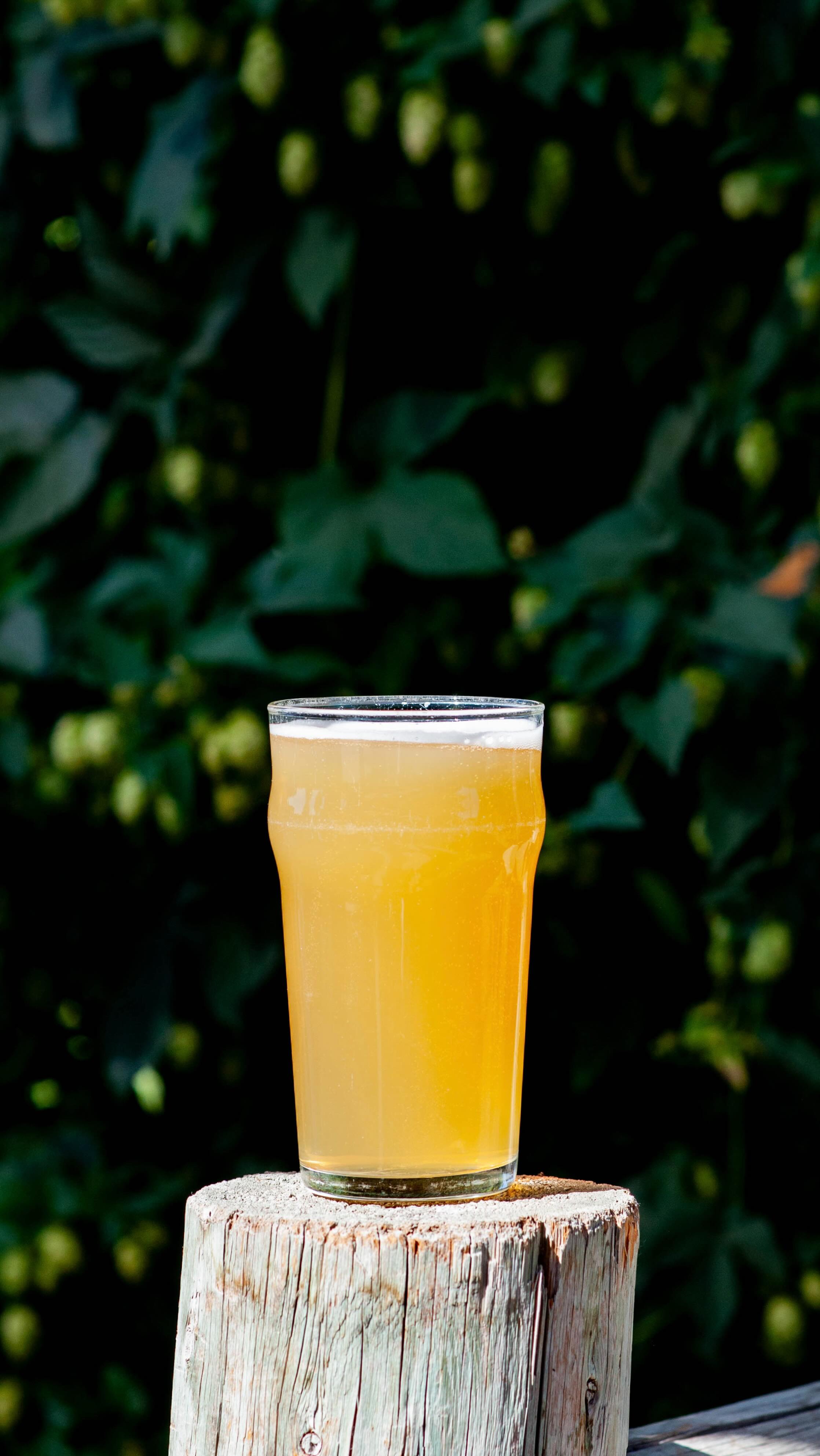 HAPPY FAMILY DAY! // We are so excited to be part of the Squamish family! Feeling already so welcomed into the fold and eager to share a pint with y’all’s soon!
#lager #squamishbeer #craftbeer #houseoflager #squamishlife #squamishisawesome