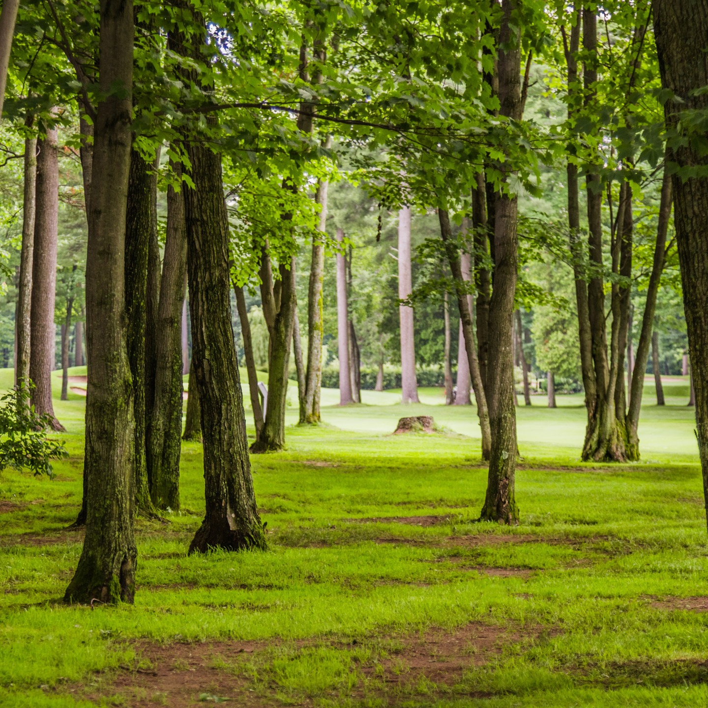 Nap in the grass anyone?