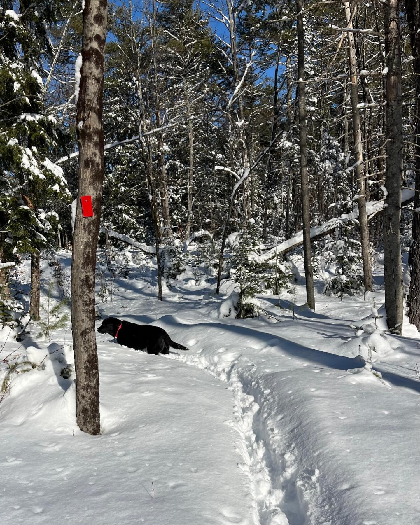 Can you name this Arundel trail? (Bonus points if you can name the dog!) 🐶
“Where in Arundel” and other info and updates are included in the ACT newsletter, you can subscribe over on our website!
I hope you were able to enjoy the fluffy snow that we received in early February! ❄️
#arundelmaine #kennebunkport #kennebunk #mainelandtrust #mainehikes