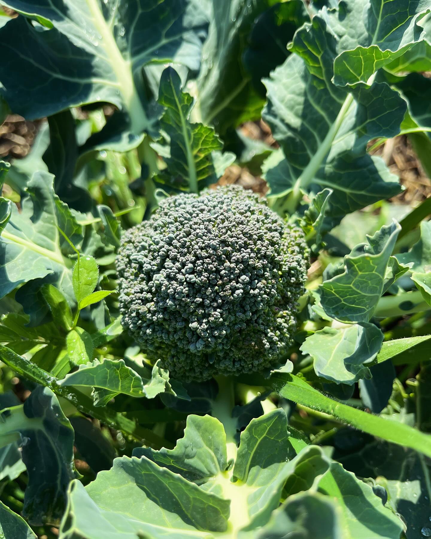 Tiempo de cosecha.🙂↔️🙏🏻