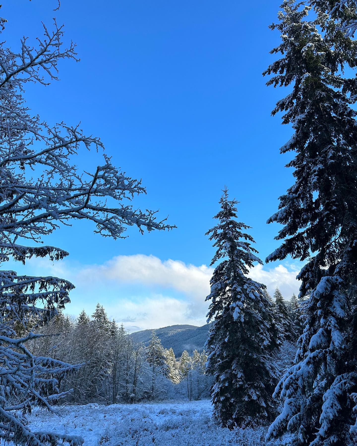 Snaps of a short yet profound pnw winter. 🌲❄️
Headed to the Caribbean on Saturday for my grandmothers funeral and to soak up the sun and the sun people. Excited to tap into the ancestral magic that is ever present in my bones and that awaits me.
After that I’ll be passing through for a couple days in Portland and Eugene on my way to north Cali💕
Hmu if you want to say hi, can’t promise anything but we can always try 🥳