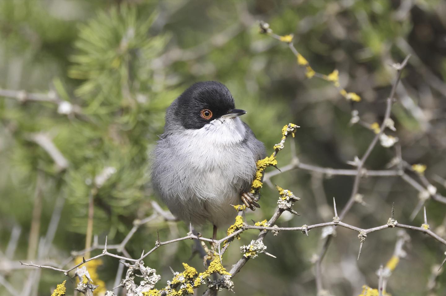 Samtkopfgrasmücke fotografiert von @peaklolo
#naturparkfrigoulet