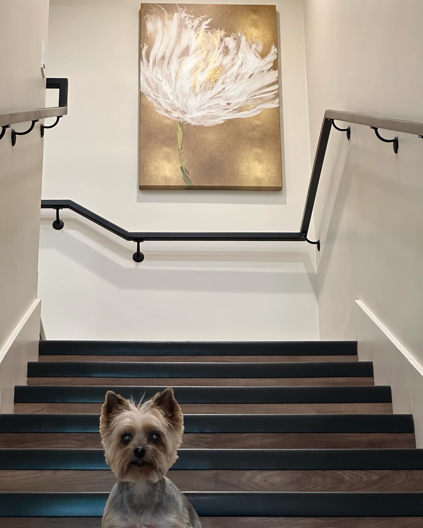 Here at Dentistry of Fairfax we want to make sure you feel as comfortable and relaxed as possible!
Meet Reese, Dr. Chandra’s dog and our friendly office mascot, who’s here to bring a smile to your face! 🐶💕
Whether you’re visiting for a routine check-up or something more, the staff at Dentistry of Fairfax want to make your dental experience a pleasant one.
Soon, we’ll be offering in-office conscious sedation to enhance your comfort during dental procedures.
Our goal is to provide the most comfortable care possible, and we can’t wait to offer this new service to make your visits even more pleasant.
Come visit us and let our staff help you feel right at home!
#officemascot #DentistryofFairfax