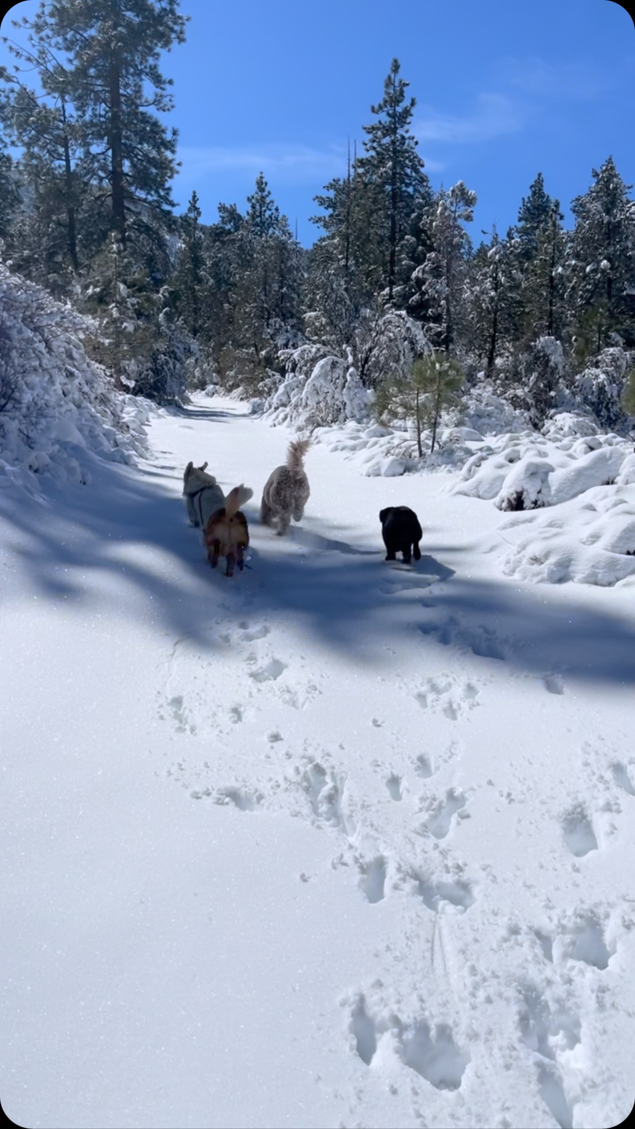 Snow Field Trip
.
.
.
.
.
#packwalks #packwalk #dogwalker #dog #dogwalking #dogwalkerlife #dogwalkersofinstagram #dogwalkerslife #dogwalkers #dogs #doglover #hikingla #lahiking #hiking #dogsofinstagram