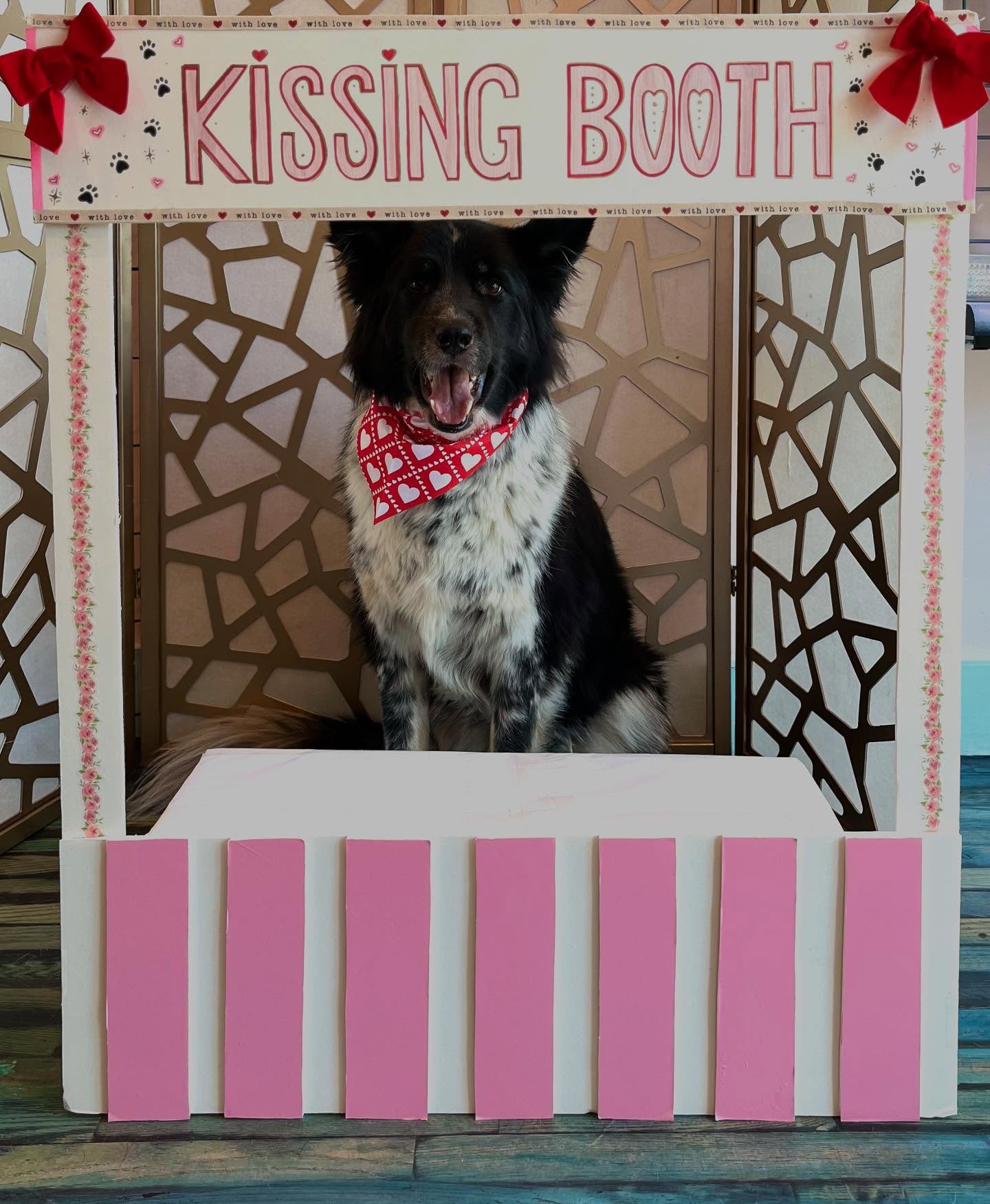 The pups had a great Valentine’s Day, full of love and kisses!
@nottheangelcastiel