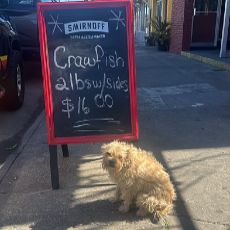 Our employees have been working their asses off this week. Valentines Day, Krewe de Vieux and today Tit Rex. I decided to boil some crawfish for them and figured: “Why not boil for everyone before the parade?” So swing by the patio for 1ish and get 2lbs of bugs plus sides for only $16. All tips will go to the folks that have been working so hard to bring you pasta! Also, we’ll be opening the restaurant early today. 3pm so you can fill your bellies before the parade. Thanks for the community support! We love you guys! #thanksnola