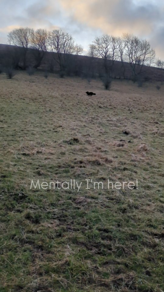 Crash down to earth.
Back to the traffic, on short lead, avoiding people, coping with loud noises.
Missing the fields, the quiet, and the fun!