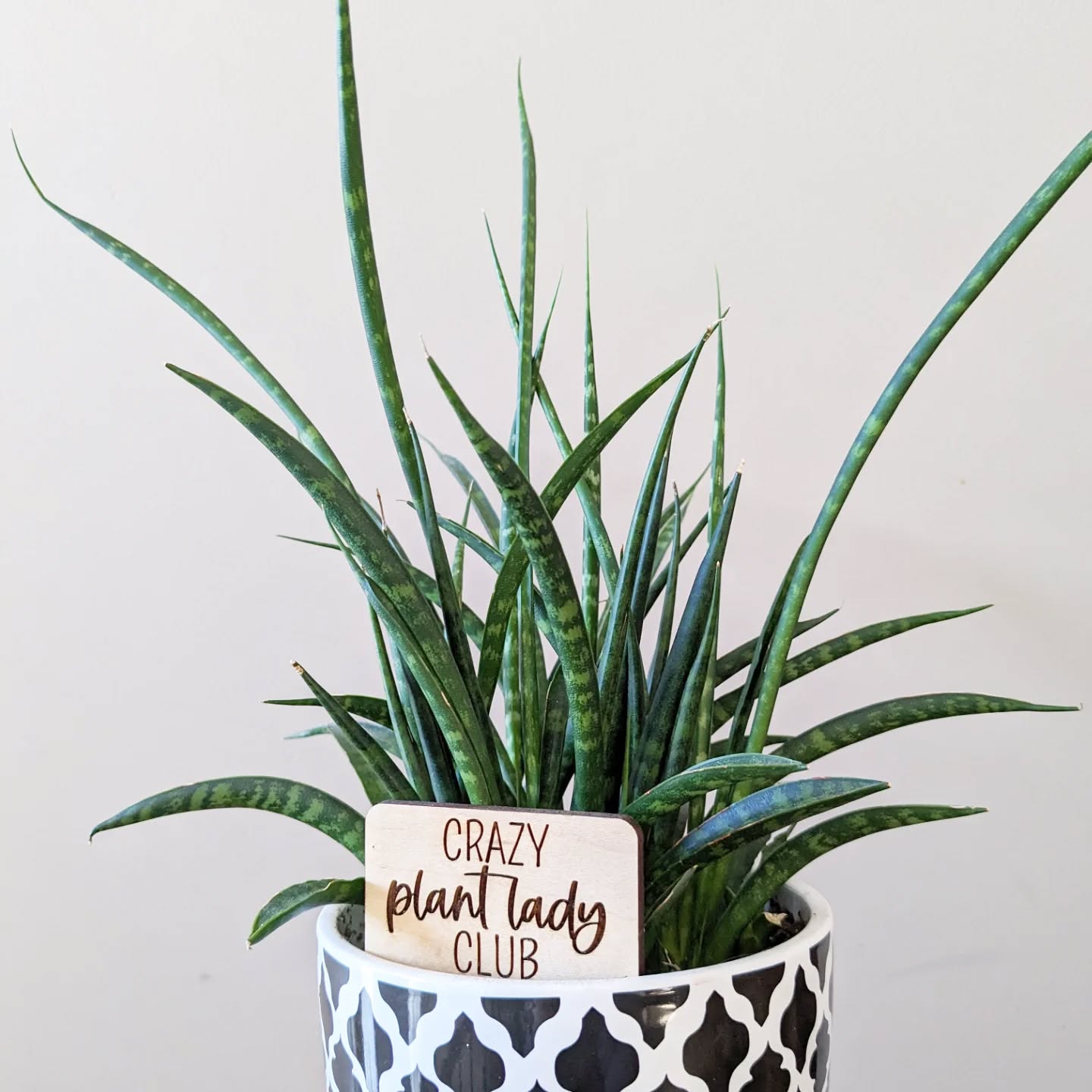 Fernwood snake plants might be my fav sansevieria ๐๐ฑ
Plant therapy tip: Adding a personal touch like a tag, ornament, or decorative pot is a great way to make space for yourself in your plant space ๐
.
.
.
.
#plantsagram #planttherapy #horticulturaltherapy #houseplantsofinstagram #indoorjungle #plantparenthood