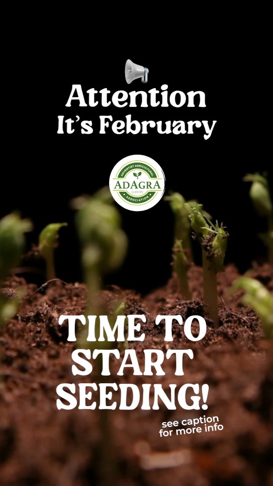 🌱 It’s Mid-February—Time to Start Seeding! 🌱
February is moving fast, but there’s still time to start seeds indoors and prepare for the season ahead! Make sure to check the seed packet for specific temperature and sowing recommendations.
🌿 What to sow indoors now:
✅ Vegetables: Onions 🧅, Leeks, Celeriac, Early Cabbage 🥬, Brussels Sprouts, Cauliflower, Broccoli
✅ Leafy Greens: Lettuce, Endive, Spinach 🌿
✅ Herbs: Parsley, Chives, Thyme
🔆 Warm-Loving Crops (only with heating & grow lights):
🍅 Tomatoes, 🌶 Peppers, 🍆 Eggplants
🌱 What can be sown outdoors?
It’s still too early for most direct sowing, but in mild regions or with protection (cold frame, fleece, tunnel), you can start:
✅ Fava Beans (Broad Beans)
✅ Early Peas
✅ Spinach
✅ Lettuce
✅ Radishes
Soil still too cold or wet? Be patient—rushing outdoor sowing in bad conditions can lead to poor germination.
🌾 Getting started in your garden? Tag us or use #adagraeurope to share your progress! 🌱✨
#gardening #startseeding #growyourown #faithandfarming