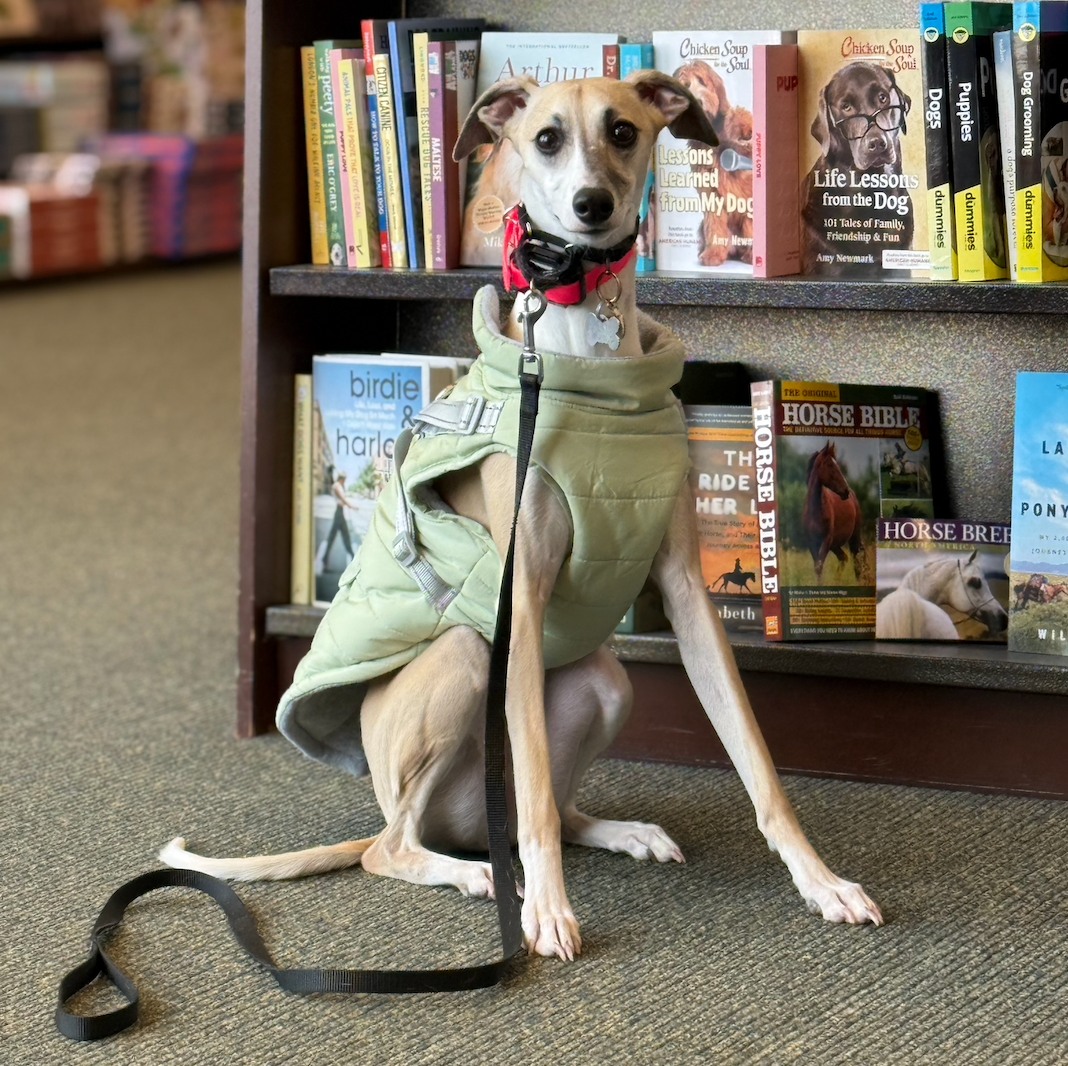 Expectation: Focused training session at Barnes & Noble
Reality: Decides she's done training for the day and the aisle is the perfect place for a nap
Training isn’t always perfect, and that’s okay! Progress happens in every session—even if there’s a little mid-lesson snooze break.
Want to work on real-world training with your pup? Let’s get started!