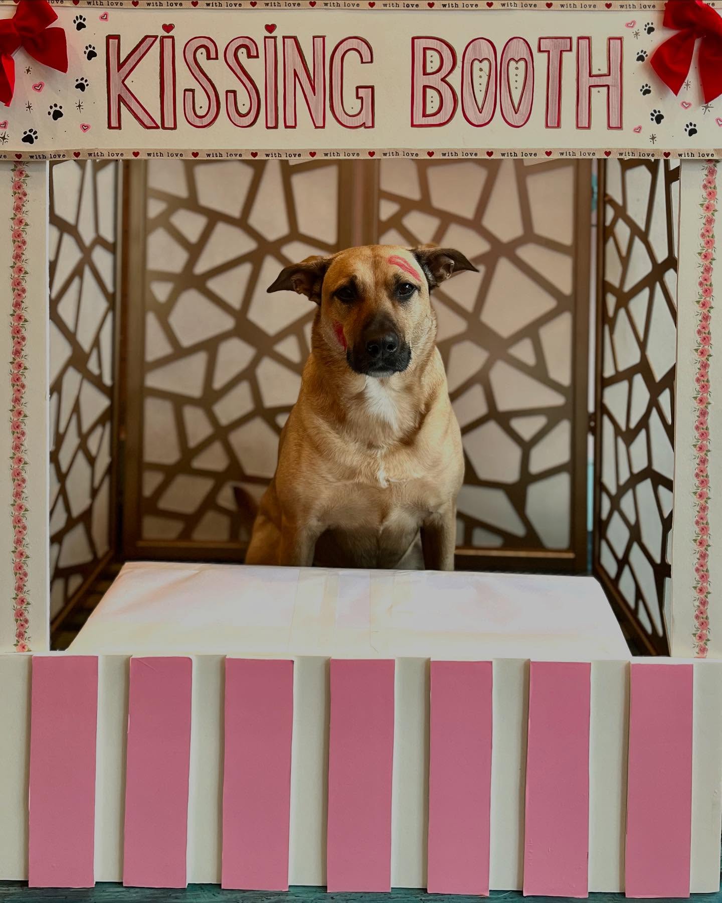 The pups had a great Valentine’s Day, full of love and kisses! 💋 @_itshunni_n_cynnamon