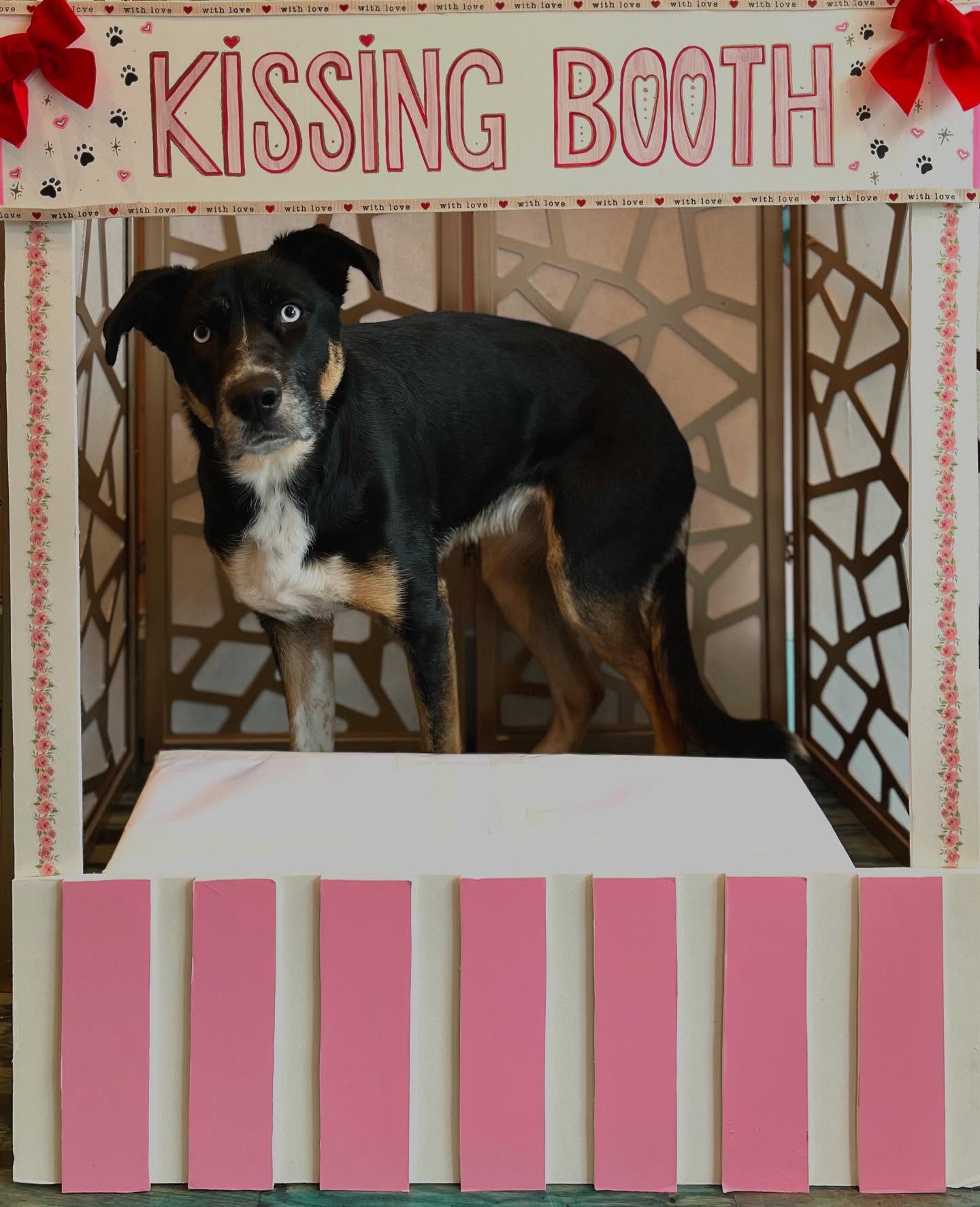 The pups had a great Valentine’s Day, full of love and kisses! 💋