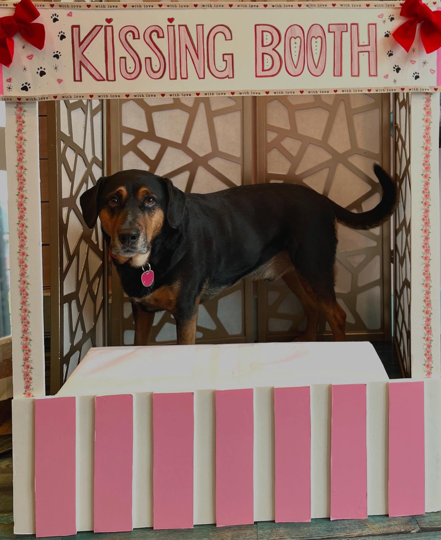 The pups had a great Valentine’s Day, full of love and kisses! 💋