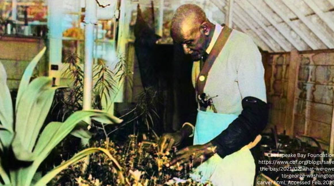 Celebrating the legacy of George Washington Carver this week for Black History Month! 🌱
As an agricultural scientist, his success in agricultural work not only changed farming practices for the better, but also restored soil health through crop rotation, which introduced sustainable farming early on. He promoted the planting of peanuts, sweet potatoes, and other crops to restore the soil. Carver inspired modern eco-friendly farming techniques, and his dedication to nature/innovation reminds us of how much power is held in science and the importance of preserving our environment!