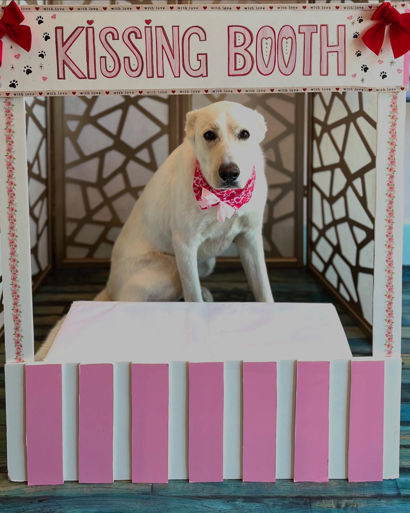 The pups had a great Valentine’s Day, full of love and kisses! @superdog_wondercats