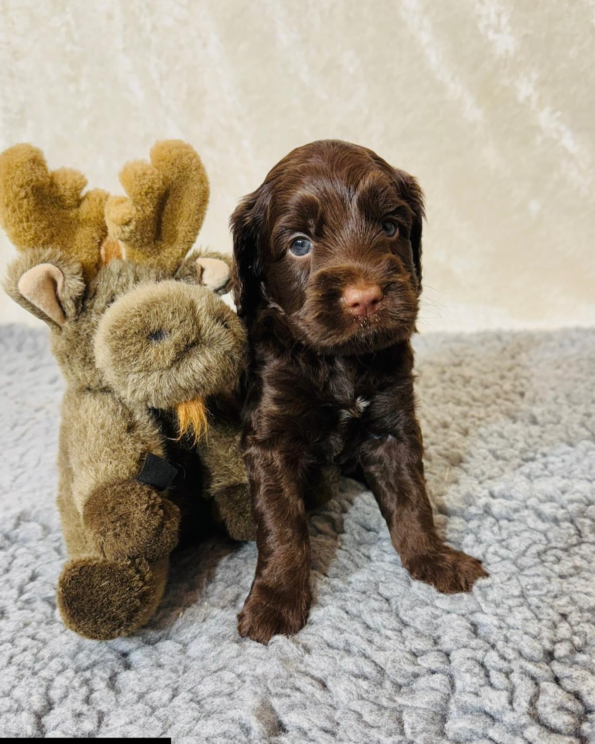 Posere pent🤎🐶 #puppy #australiancobberdog #cobberdogsofnorway #cobberdogpuppy #cobberdogsofinstagram #puppygram #puppylove