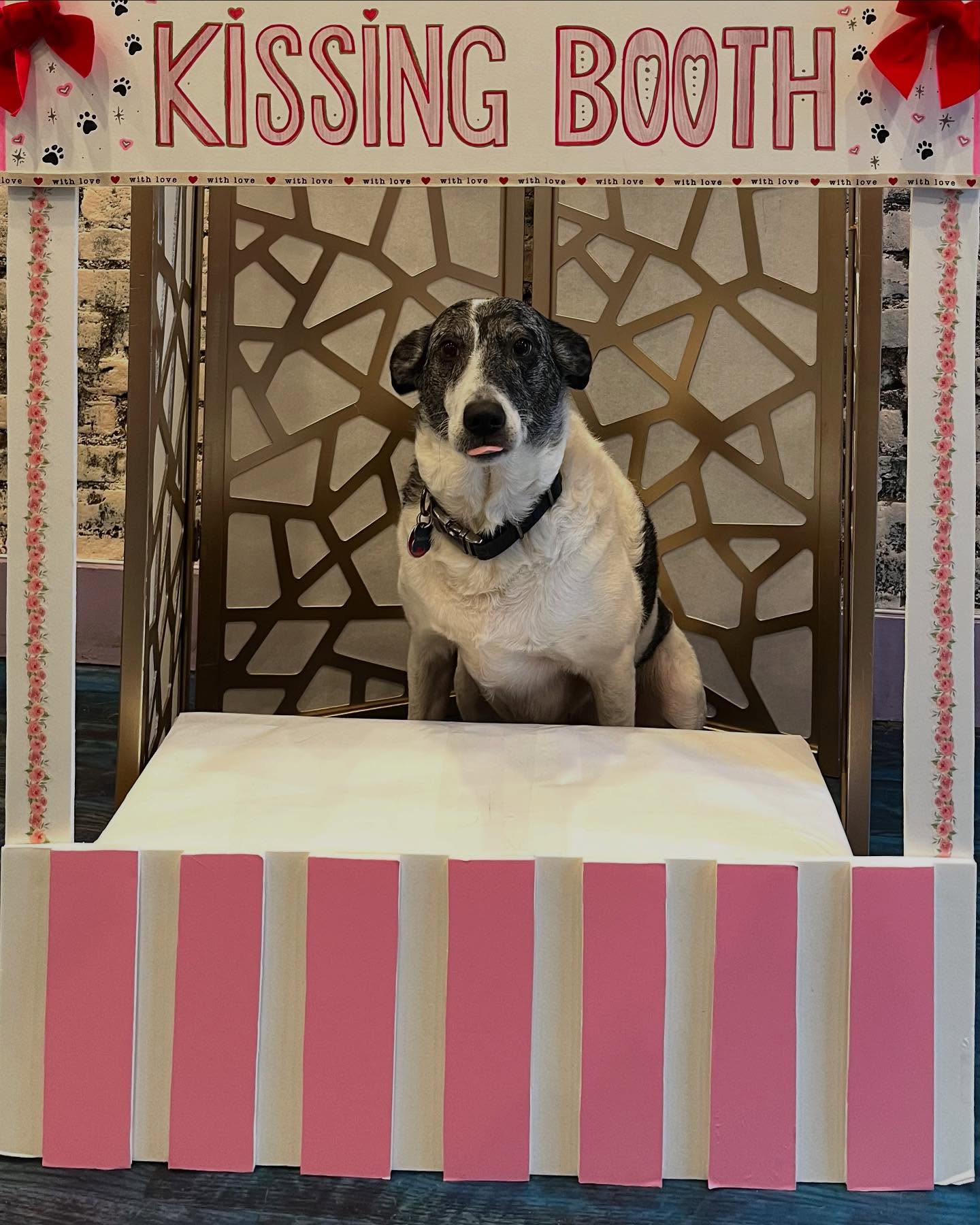 The pups had a great Valentine’s Day, full of love and kisses! 💋