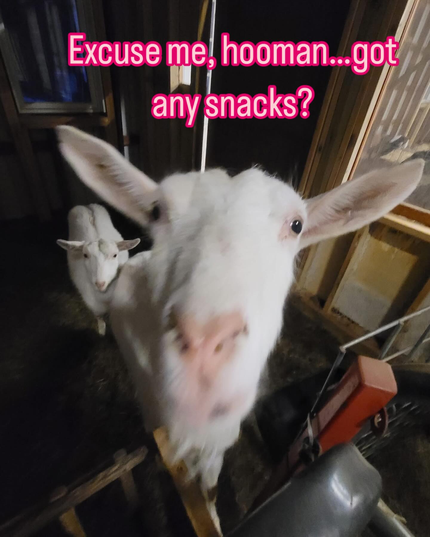 “Excuse me, hooman… got any snacks? 🐐👀.
This little snack bandit at Duxbury Dairy has one mission: convince you to share your tasty treats with him. Resistance is futile. 🤣
.
#GotAnySnacks #HungryGoatClub #DuxburyDairy #farmlife